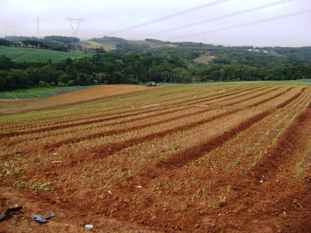Área com plantio de alho-poró - Crédito Alberto Shimoda