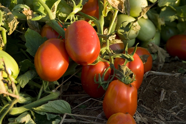 Tomate indústria  - Crédito Goiás Verde Alimentos  