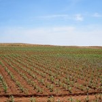 Broca do colmo preocupa milhocultores – Crédito Ademir Torchetti