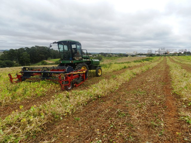 Com a evolução das cultivares de feijão o percentual de área no Brasil colhido mecanicamente passou de 70% - Crédito Indústrias Colombo