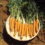 Cenoura Seminis I – Crédito divulgação