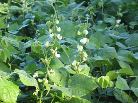 Com a decomposição dos resíduos vegetais há formação de ácidos orgânicos e o alumÃ­nio pode ser complexado, diminuindo a sua forma tóxica às plantas - Crédito Elaine Wurtke