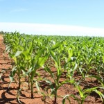 Também se tem empregado experimentalmente o uso de iscas atrativas utilizando partes do fruto de abóbora amargosa (Lagenaria vulgaris) e do tubérculo conhecido como “Taiuá“ (Cerathosantes hilaria)
