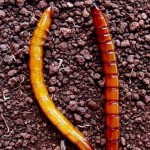 A larva tem sido considerada uma das principais pragas subterrâneas de culturas como o milho, trigo, outros cereais e batatinha.