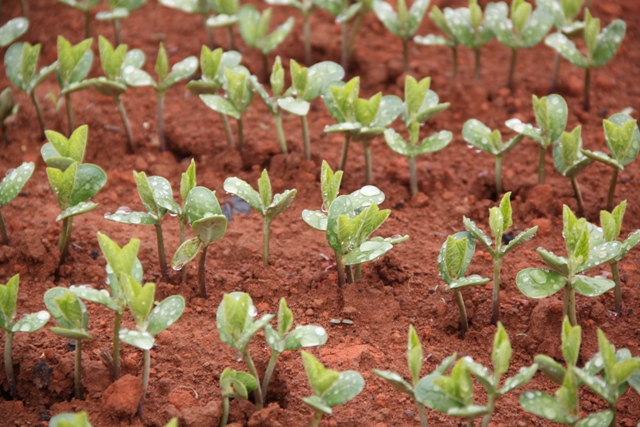 Livres de nematoides, as plantas de soja germinam melhor - Crédito Luize Hess