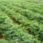 Mandioquinha-salsa 08 – Campo de mudas pré-brotadas – Ibiá MG – Crédito Embrapa Hortaliças