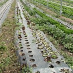 Mulching – detalhe da eficiência do controle do mato – Crédito Rumy Goto