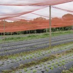 Mulching – detalhe da eficiência do controle do mato – Crédito Rumy Goto (2)