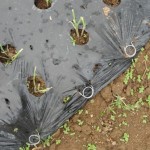 Mulching – outra forma de fixação do mulching – Crédito Rumy Goto