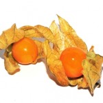 Physalis – Crédito Internet (2)