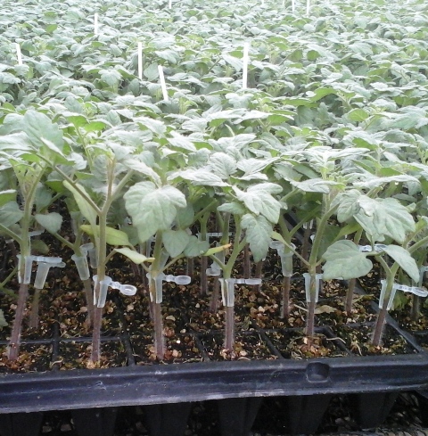 Créditos Agrocultivo