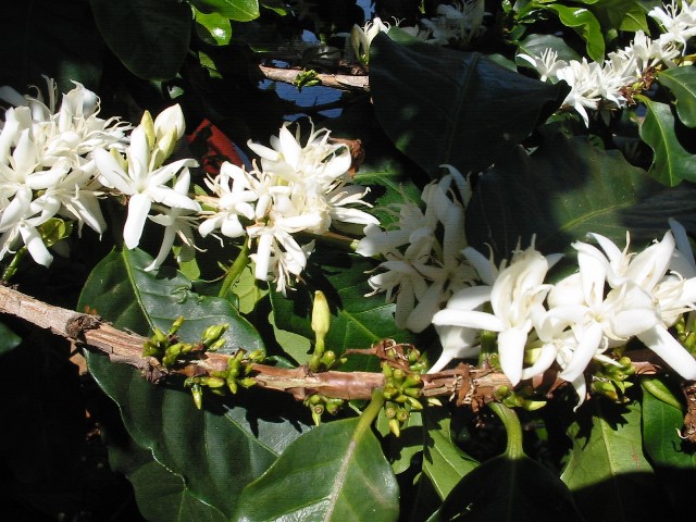 Os bioestimulantes possuem em sua composição componentes hormonais que podem estimular a florada do cafeeiro - Crédito Ensei Neto