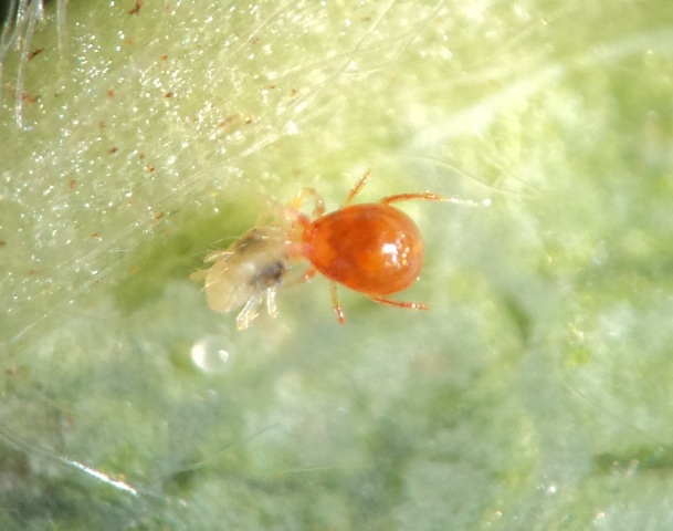 Phytoseiulus predando T. urticae - Créditos José Salazar Júnior