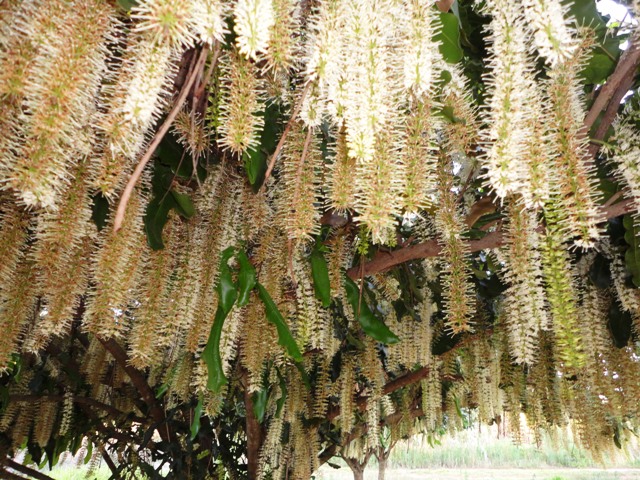 O manejo nutricional no período de florada garante melhor pegamento nos racemos da macadâmia
