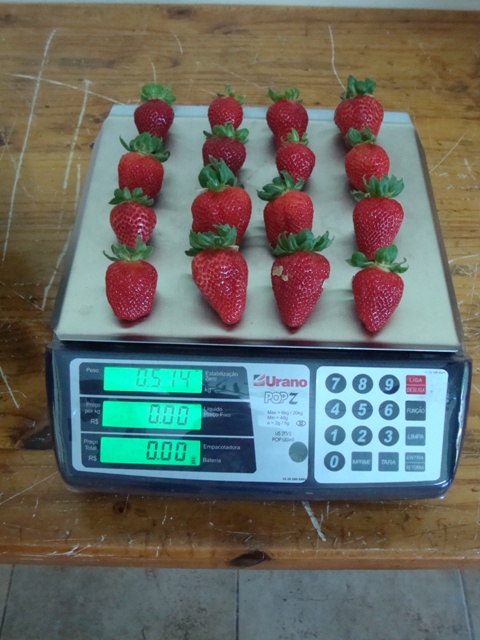 Entre as vantagens da utilização de slabs para o morango estão a colheita antecipada, com produtividade superior - Heini Holle