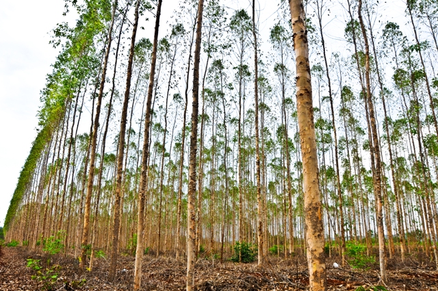 Fosfito ajuda no controle de doenças de plantas - Crédito Shuttertock