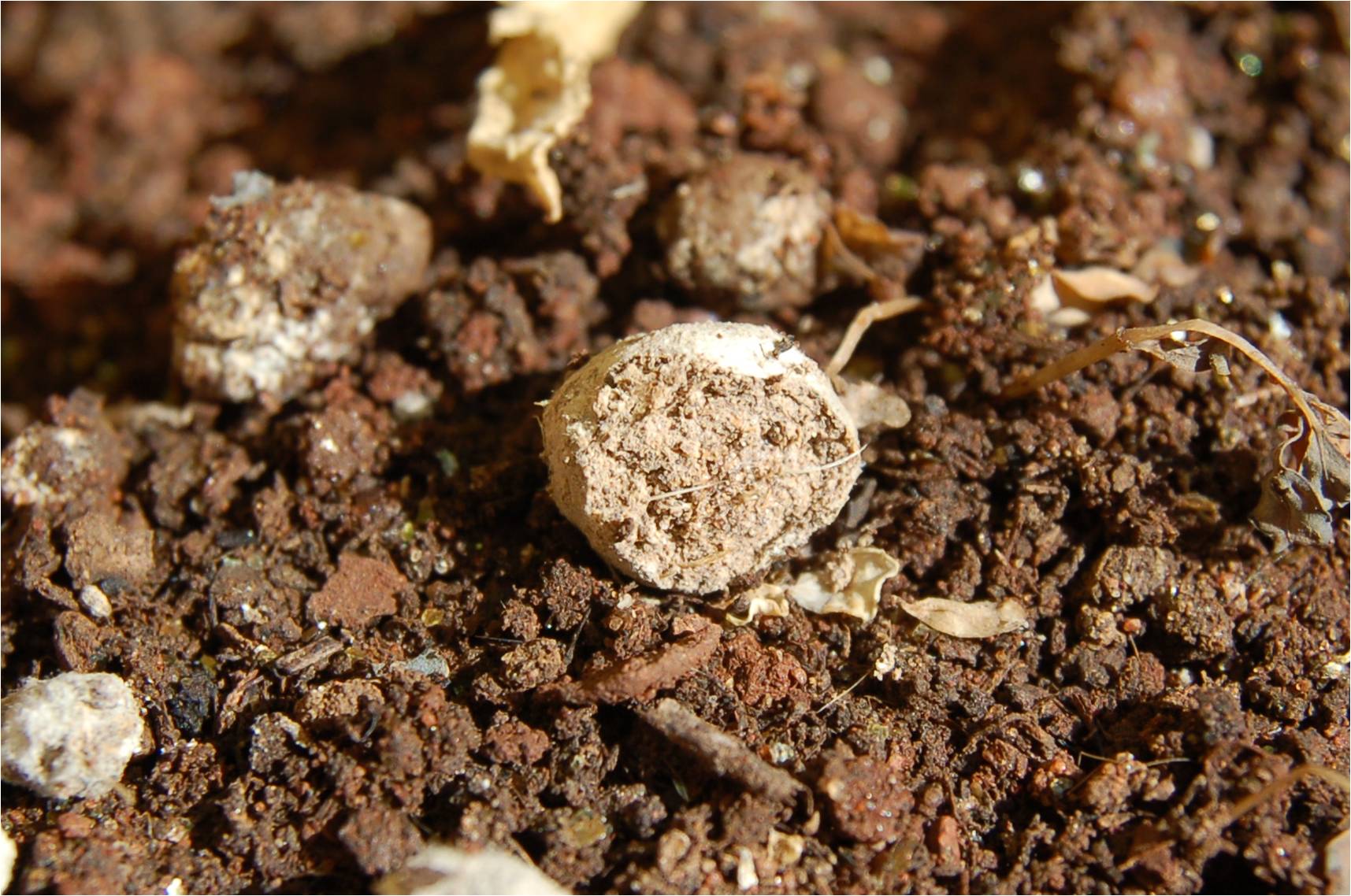 A alta quantidade de matéria orgânica e minerais reduz as perdas dos nutrientes - Crédito Embrapa Solos