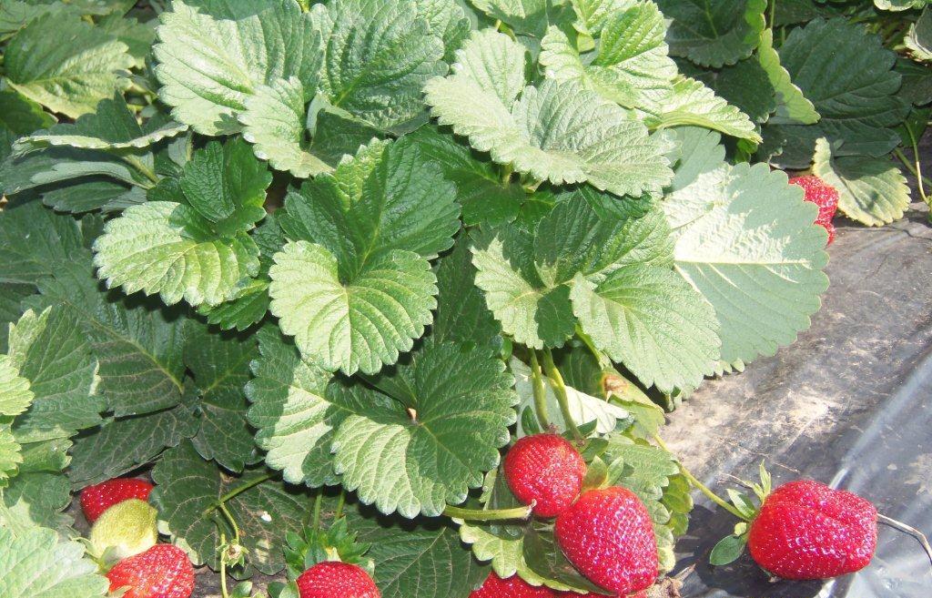 A introdução de novas variedades de morango tem possibilitado seu cultivo em várias regiões do país - Crédito Maxxi Mudas