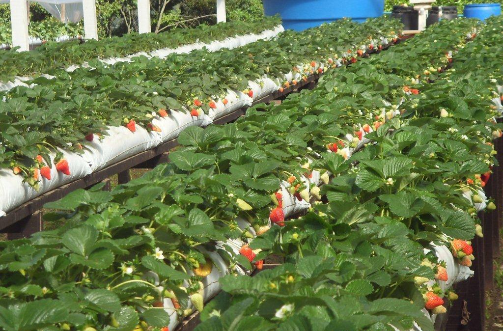 A introdução de novas variedades de morango tem possibilitado seu cultivo em várias regiões do país - Crédito Maxxi Mudas