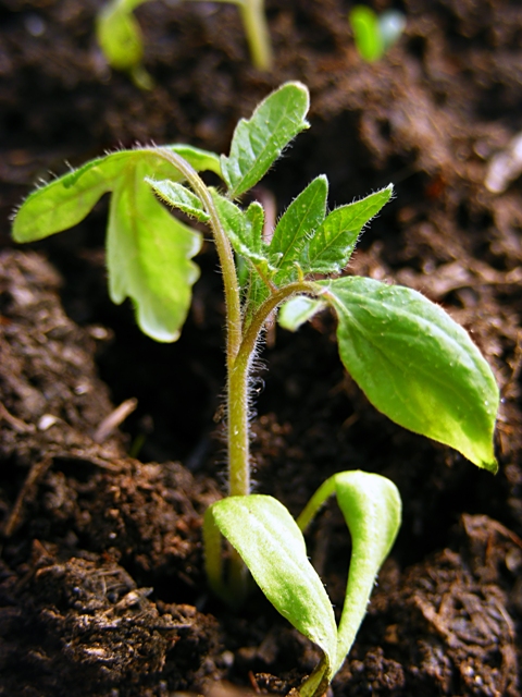 A nutrição com silício melhora a arquitetura das plantas - Créditos Shutterstock