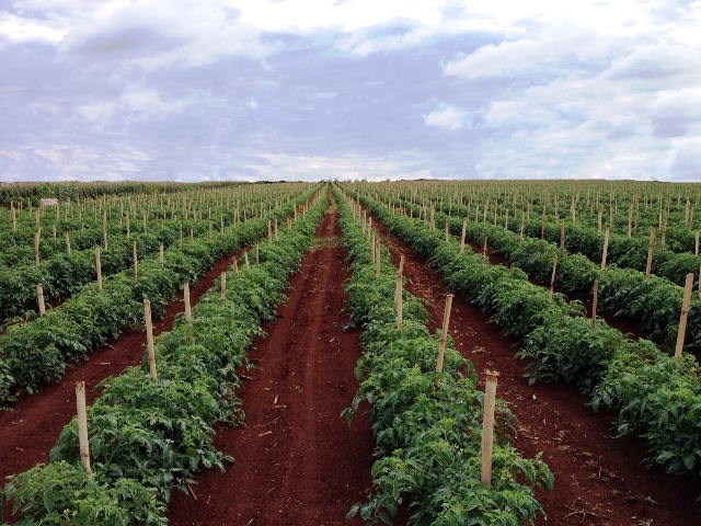 O tomate italiano é produtivo e saboroso - Fotos Hazera