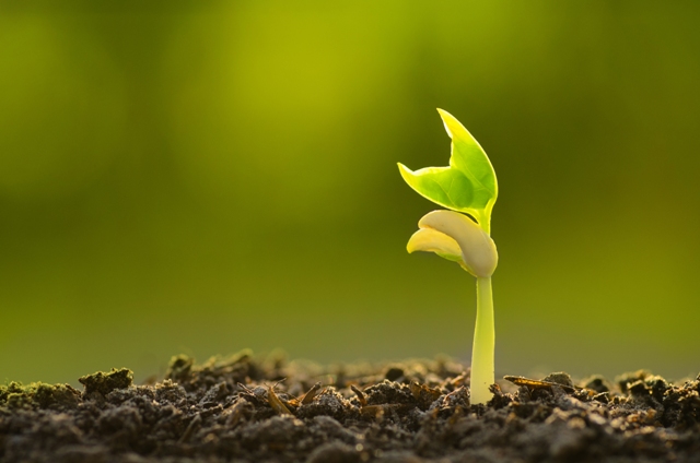 Fosfito de potássio reduz estresse nas plantas - Créditos Shutterstock