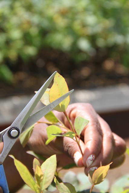 Escolha do clone de eucalipto define sucesso florestal - Crédito Luize Hess