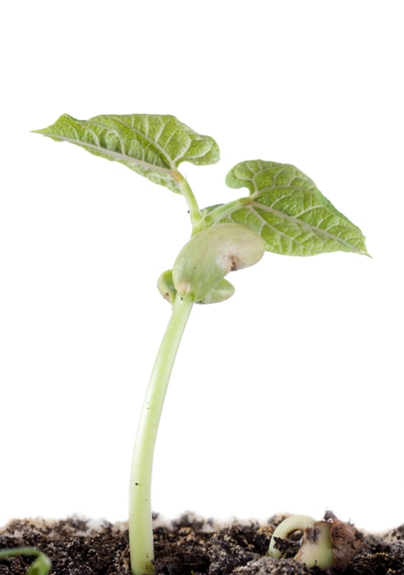 Ácidos húmicos disponibilizam fósforo para as plantas - Crédito Shutterstock