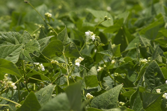 O fósforo é fundamental para o desenvolvimento das plantas - Crédito Cristiano de Oliveira
