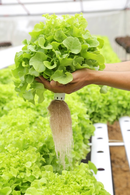 A hidroponia garante maior qualidade do produto no pós-venda