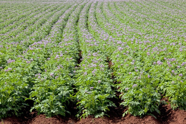 As algas reduzem o percentual de batata pequena FotoShutterstock