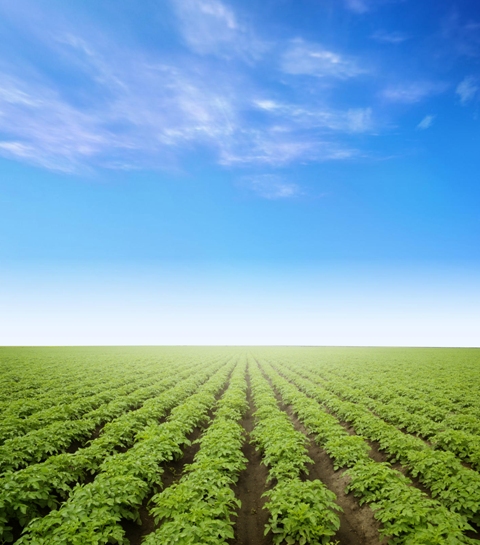 As algas potencializam a aplicação de fertilizantes FotoShutterstock