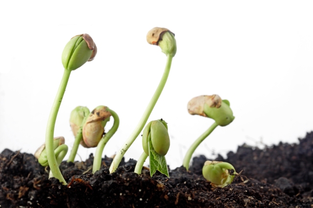 A agricultura sustentável requer a utilização de métodos que permitam o aumento da produtividade sem prejuízo ao meio ambiente - Créditos Shutterstock