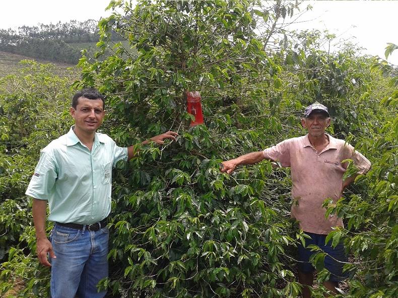O Coordenador Técnico Regional de Muriaé, o engenheiro agrônomo Ricardo Tadeu Galvão e o cafeicultor familiar Adão Mendes (D), que cedeu sua propriedade para servir de unidade demonstrativa da experiência com a armadilha de capturar broca (E).