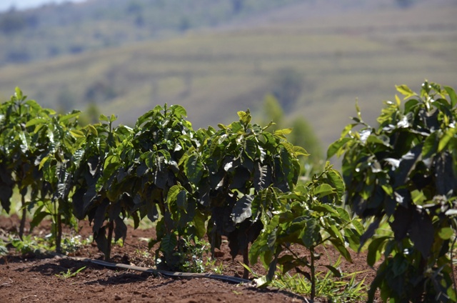 A irrigação equilibrada é importante no manejo da praga Créditos Cristiano Soares de Oliveira