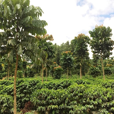 O excesso de sol e ventos são minimizados com a produção de café sombreada por florestas - Crédito Atlântica Agropecuária