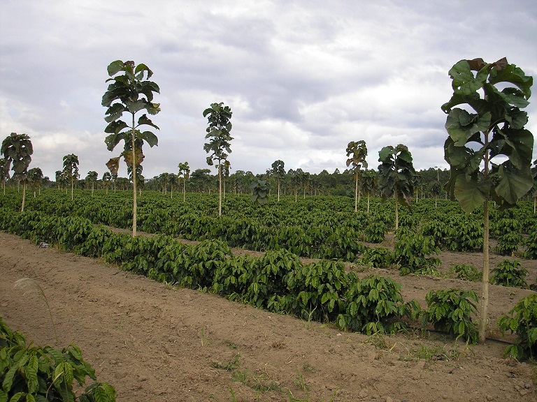 Café-consorciado-com-teca-Crédito-Cláudio-Pagotto