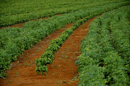 Consórcio de café com feijão, uma alternativa para o produtor - Crédito Cristiano Soares de Oliveira