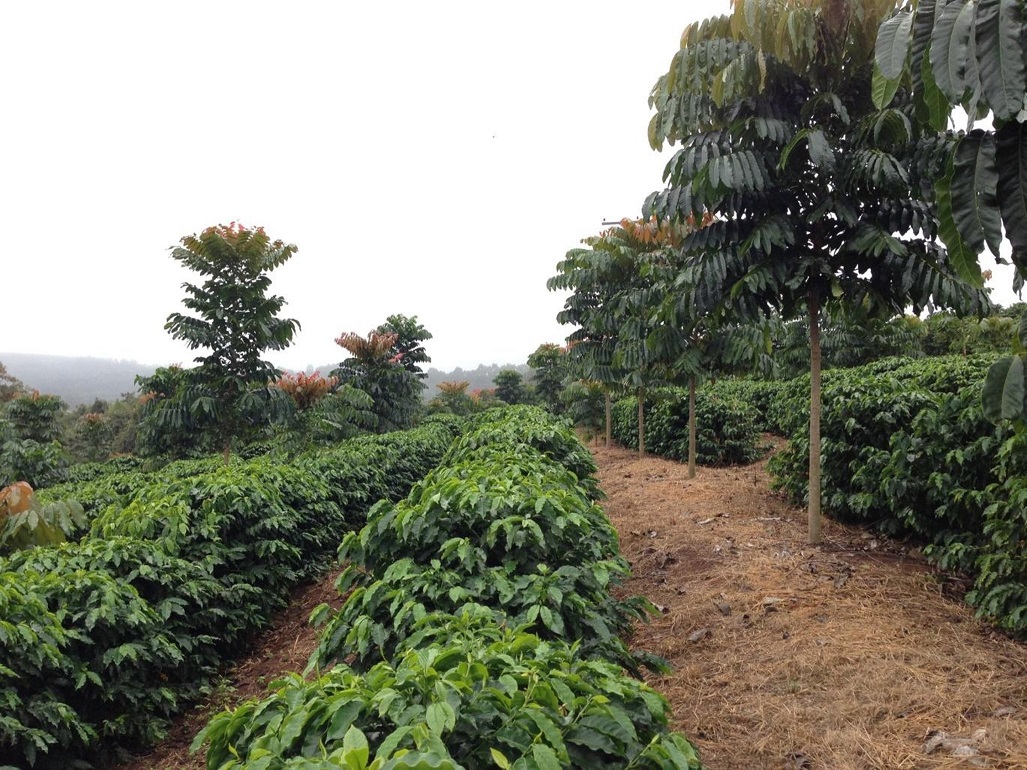 Existem várias opções florestais para consorciação com café - Crédito Atlântica Agropecuária