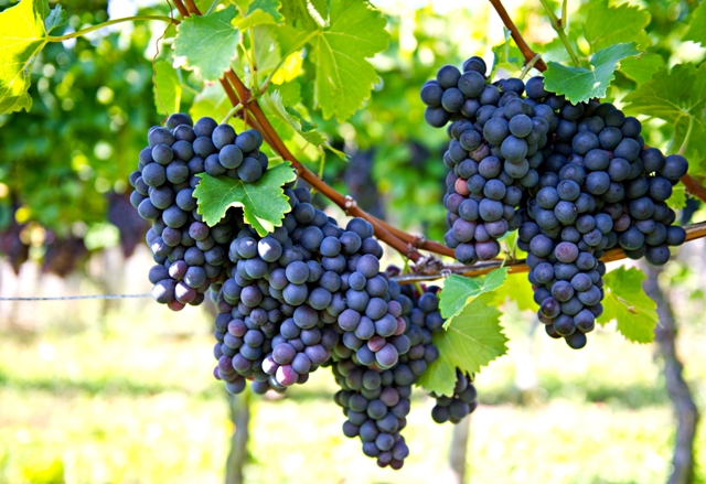 Em uvas os aminoácidos intensificaram a coloração roxa por meio da antocianina - CréditosShutterstock