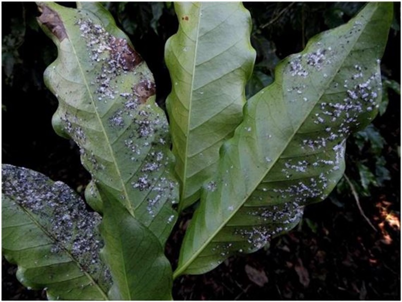 Folhas atacadas pela falsa mosca-branca, mostrando os resíduos das formas jovens do inseto, na face inferior do limbo foliar - Crédito José