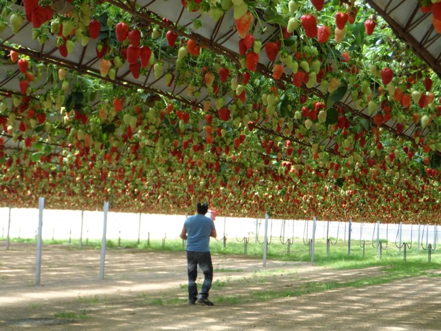 cultivo em bancadas elevadas resulta em frutas mais bonitas e saudáveis - Crédito Gláucio Genúncio