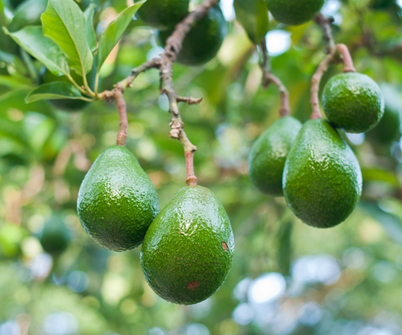 Créditos Shutterstock