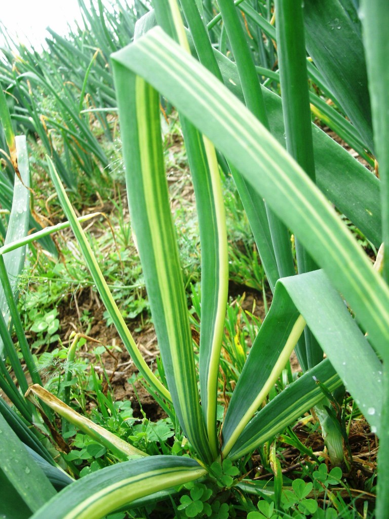 Sintoma-de-estrias-verde-e-amarelo-no-limbo-foliar-da-cebola-decorrente-de-mutação-genética-Crédito-Leandro-Marcuzzo