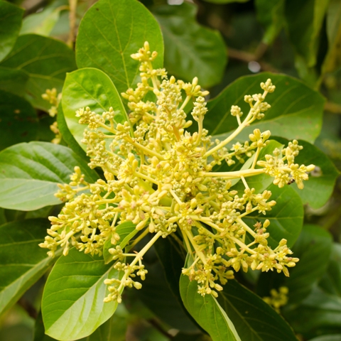 A aplicação foliar do fosfito de potássio contribui para aumentar o número, tamanho e a qualidade dos frutos - Créditos Shutter