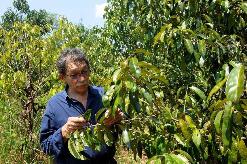 Lauro Barata, pesquisador e produtor de pau-rosa - Crédito Arquivo pessoal