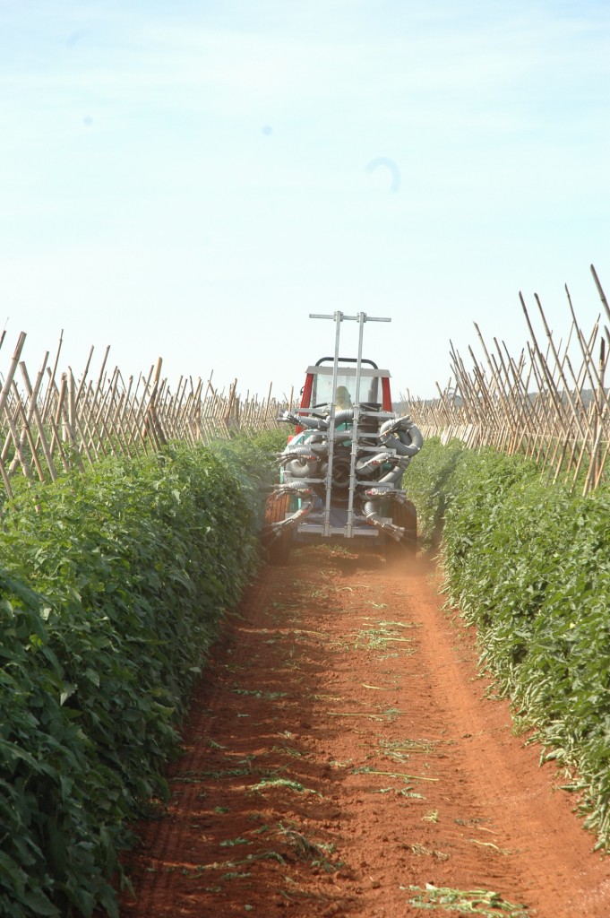 O aminoácido desintoxica a planta após a pulverização - Crédito Luize Hess