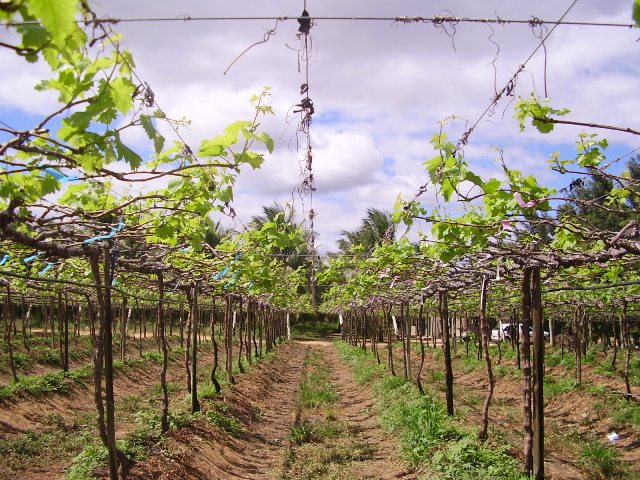 Área-sem-aplicação-de-algas-Crédito-Embrapa