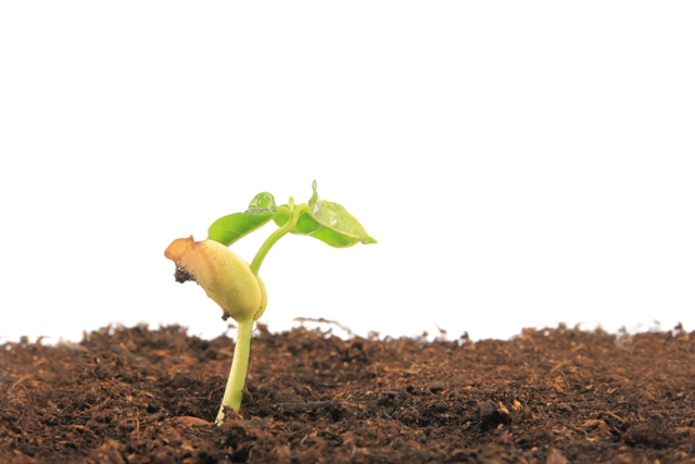 pequena planta em solo