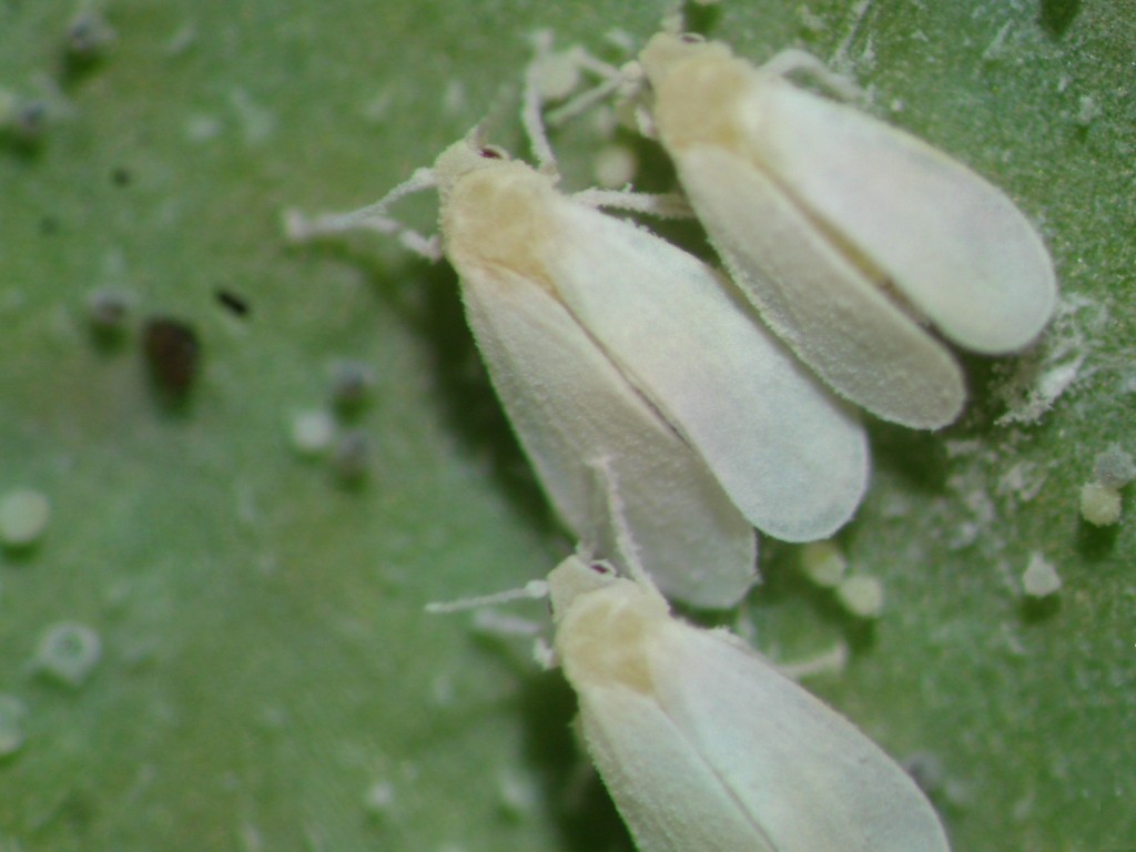 A mosca-branca traz prejuízos a vários cultivos em todo o Brasil - Crédito Mirtes Melo